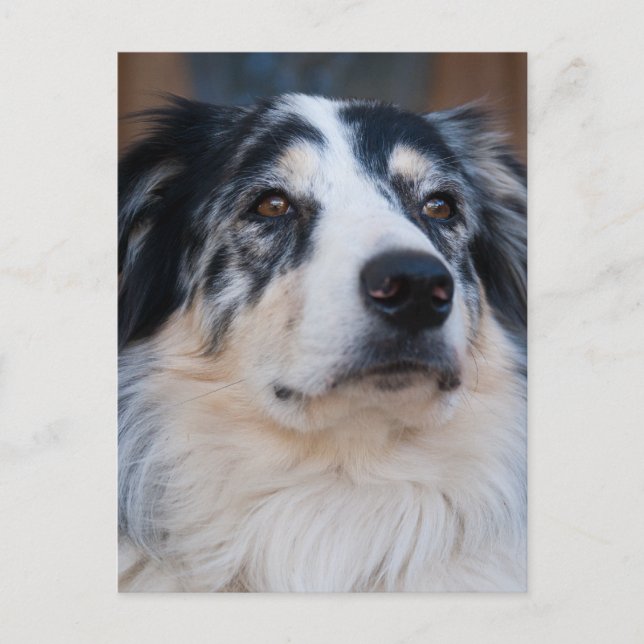 Australian Shepherd Mix Nah Up Fotograf Postkarte (Vorderseite)