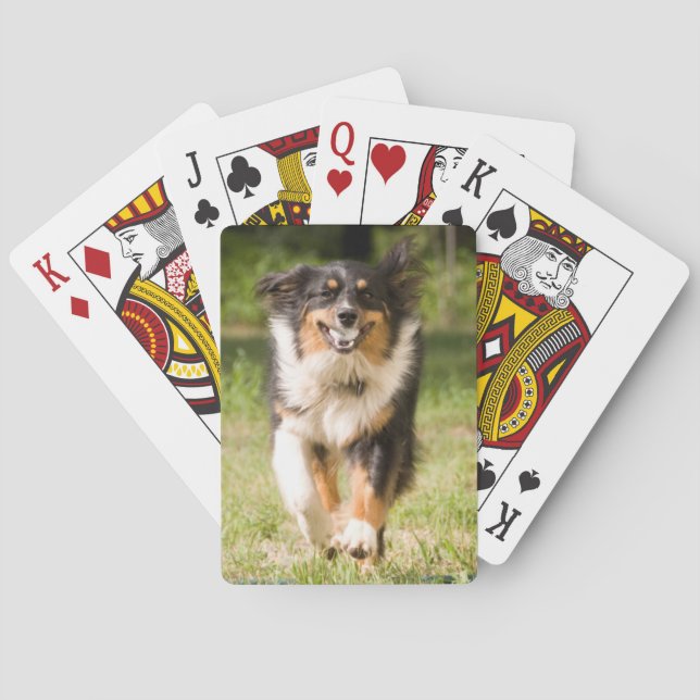 Australian Shepherd Playing With Ball Spielkarten (Rückseite)