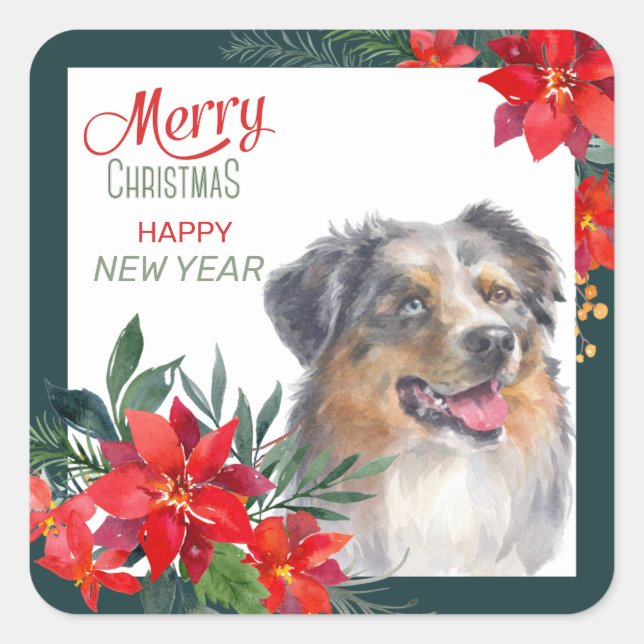Australian Shepherd Poinsettia Bouquet Christmas Quadratischer Aufkleber (Vorderseite)