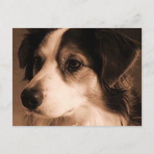 Australian Shepherd Portrait Postkarte