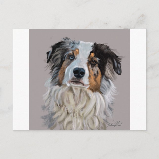 Australian Shepherd Postkarte (Vorderseite)