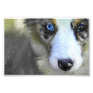 Australian Shepherd Puppy 1 Fotodruck