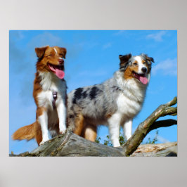 Australian Shepherd Puppy Hunde Poster