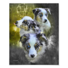 Australian Shepherd Puppy Triad Fotodruck
