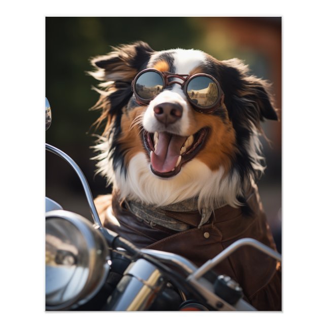 Australian Shepherd riding a motorcycle - Poster (Vorne)