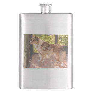 Australian_shepherd Rote Merle vollständig Flachmann