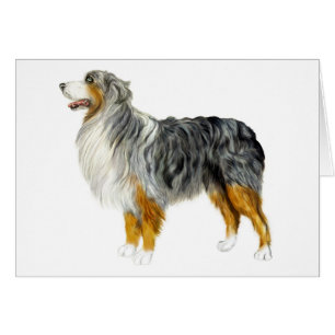 Australian Shepherd Stehend
