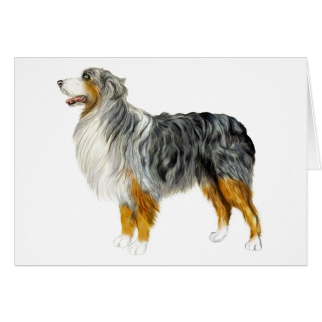 Australian Shepherd Stehend (Vorderseite (Horizontal))