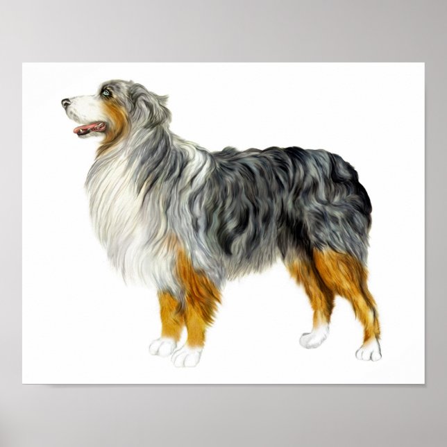 Australian Shepherd Stehend Poster (Vorne)