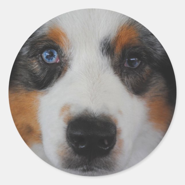 Australian Shepherd Stickers (Vorderseite)