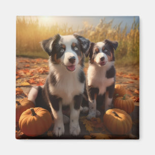 Australian Shepherd Welpe Herbstfreude Kürbis Magnet