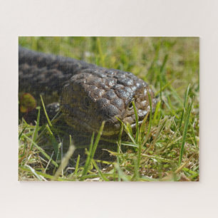 Australian Shingleback Blue Tongue Lizard, Jigsaw