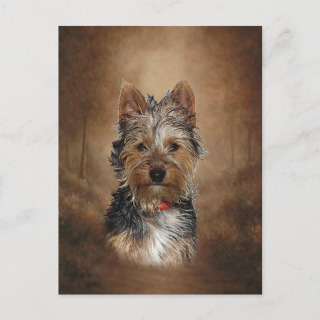 Australian Silky Terrier Postkarte (Vorderseite)