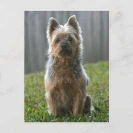 Australian Silky Terrier Postkarte