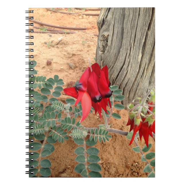 Australian Sturt's Desert Pea notebook Notizblock (Vorderseite)