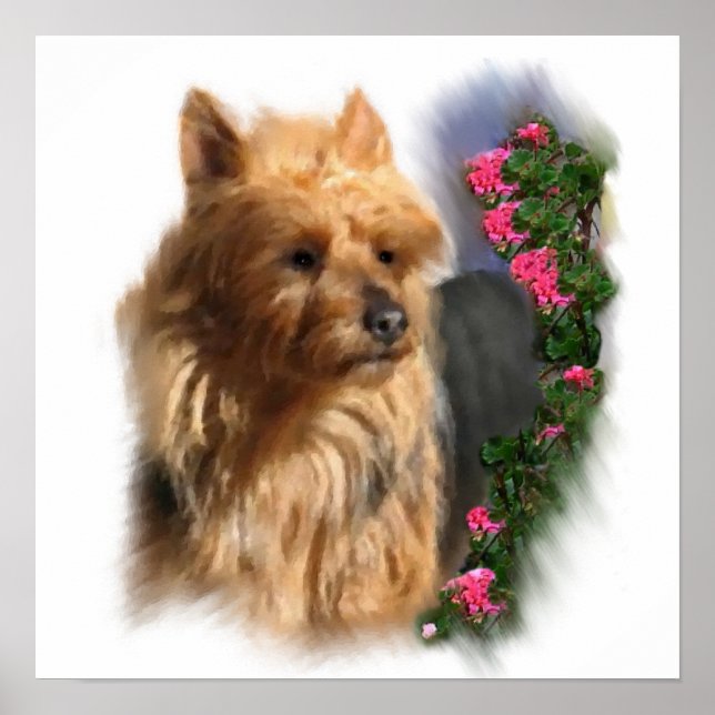 Australian Terrier Art Gifts Poster (Vorne)