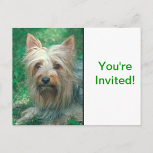 Australian Terrier Einladungspostkarte