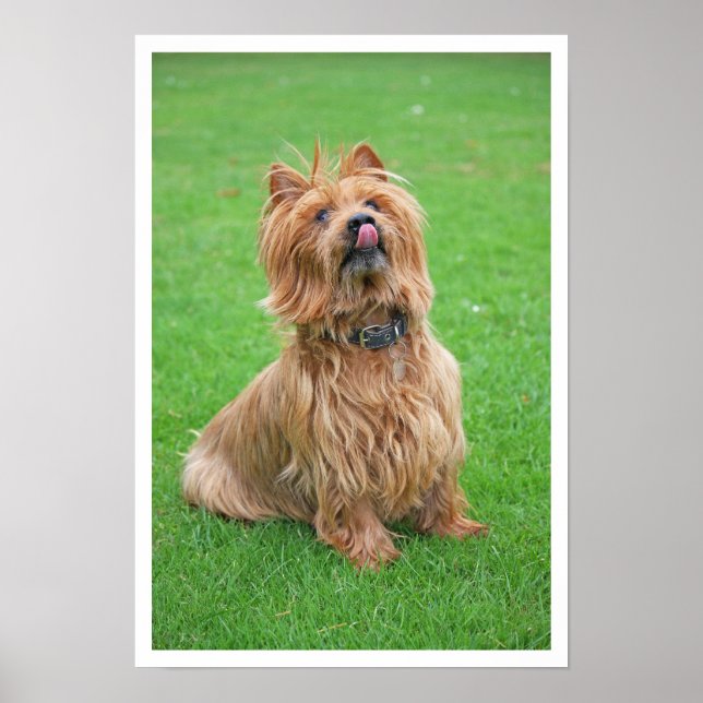 Australian Terrier Licking Nose Poster (Vorne)