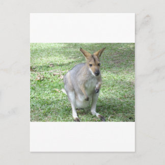 Australian Wallaby Postkarte