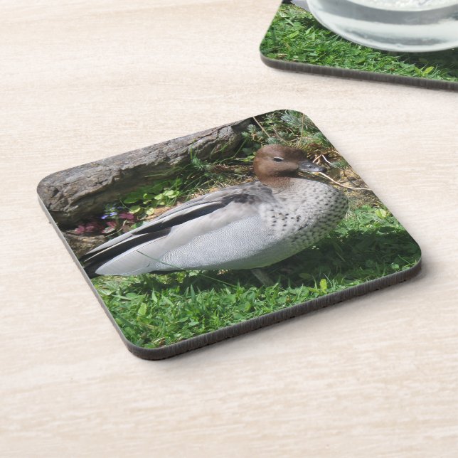 Australian Wood Duck in Tranquil Garden Getränkeuntersetzer (Linke Seite)