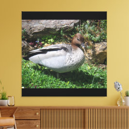 Australian Wood Duck in Tranquil Garden Leinwanddruck