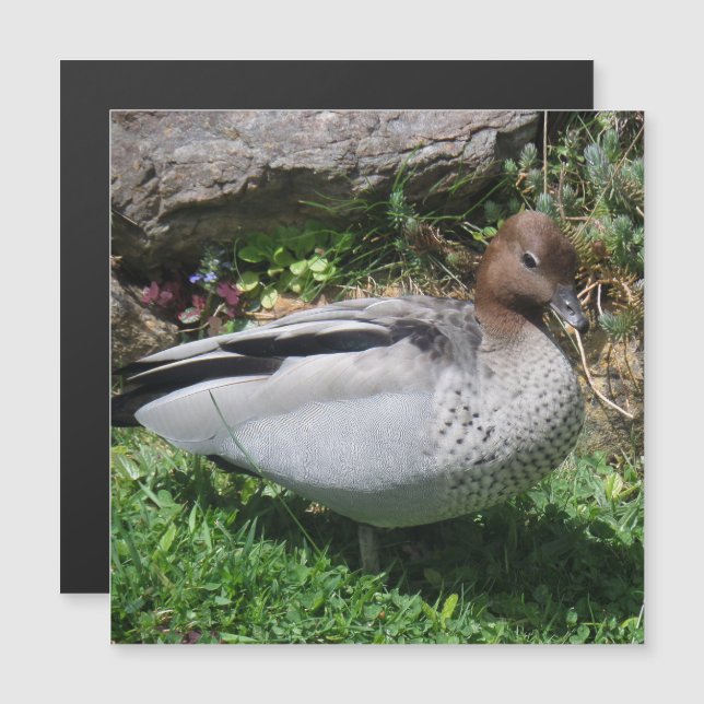 Australian Wood Duck in Tranquil Garden Magnet (Vorne/Hinten)