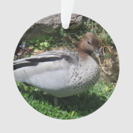 Australian Wood Duck in Tranquil Garden Ornament