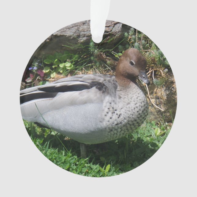 Australian Wood Duck in Tranquil Garden Ornament (Vorderseite)