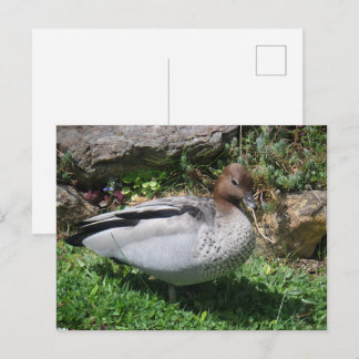 Australian Wood Duck in Tranquil Garden Postkarte
