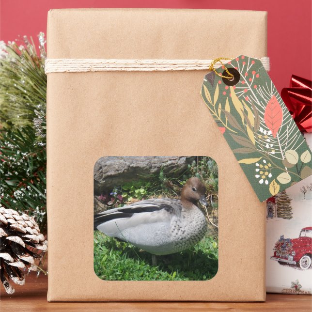Australian Wood Duck in Tranquil Garden Quadratischer Aufkleber (Feiertag)
