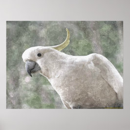 Australia's Sulphur Crested Cockatoo Poster