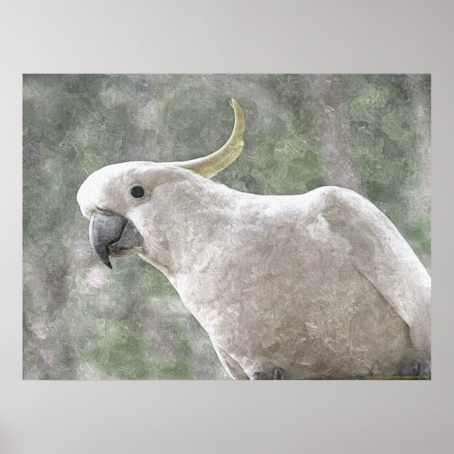 Australia's Sulphur Crested Cockatoo Poster (Vorne)