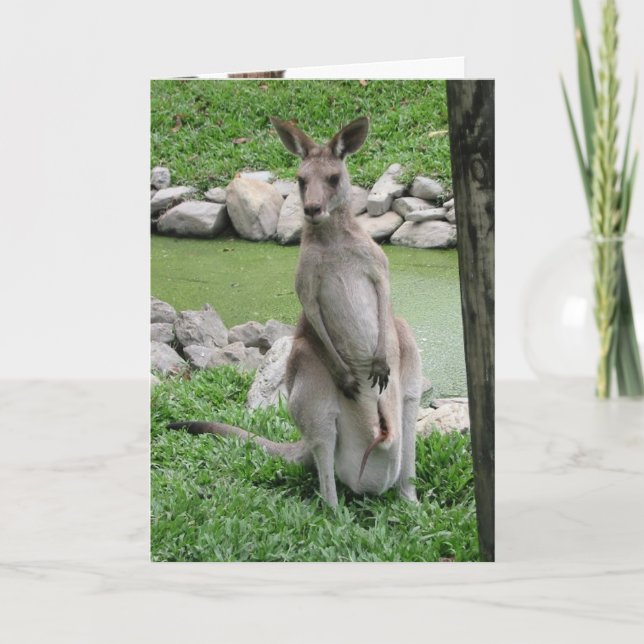 Australie Beckons - Carte d'anniversaire Kangaroo (Devant)