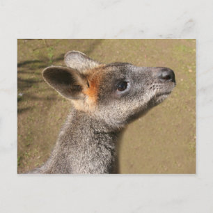 Australie - Carte postale Wallaby