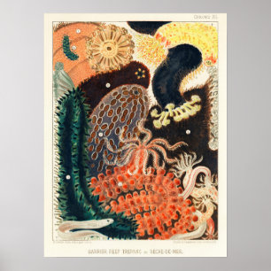 Australie, Grande Barrière de corail affiche de l'