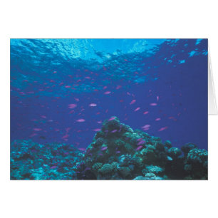 Australie, Grande Barrière de corail. Tourbillonne