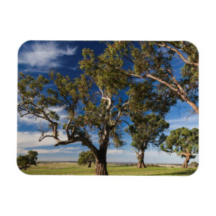 Australien, Barossa-Tal, Monte Pleasant Magnet