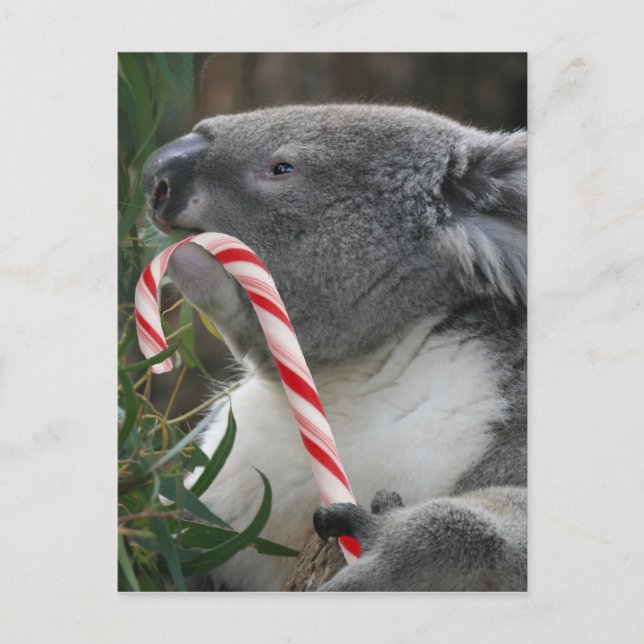 Australien Christmas Koala Bear Feiertagspostkarte (Vorderseite)