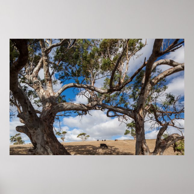 Australien, Fleurieu-Halbinsel, Normanville Poster (Vorne)