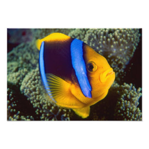 Australien, Great Barrier Reef, Anemonefisch Fotodruck