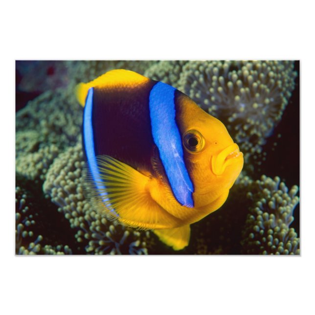 Australien, Great Barrier Reef, Anemonefisch Fotodruck (Vorne)