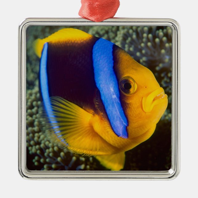 Australien, Great Barrier Reef, Anemonefisch Silbernes Ornament (Vorne)