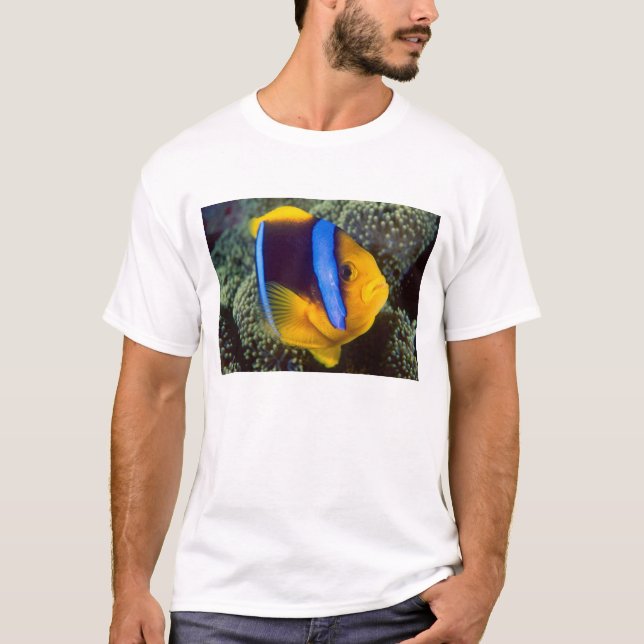 Australien, Great Barrier Reef, Anemonefisch T-Shirt (Vorderseite)