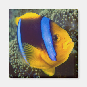 Australien, Great Barrier Reef, Anemonenfisch Magnet