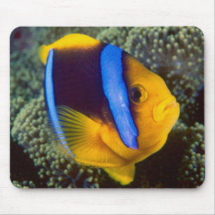 Australien, Great Barrier Reef, Anemonenfisch Mousepad