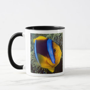 Australien, Great Barrier Reef, Anemonenfisch Tasse