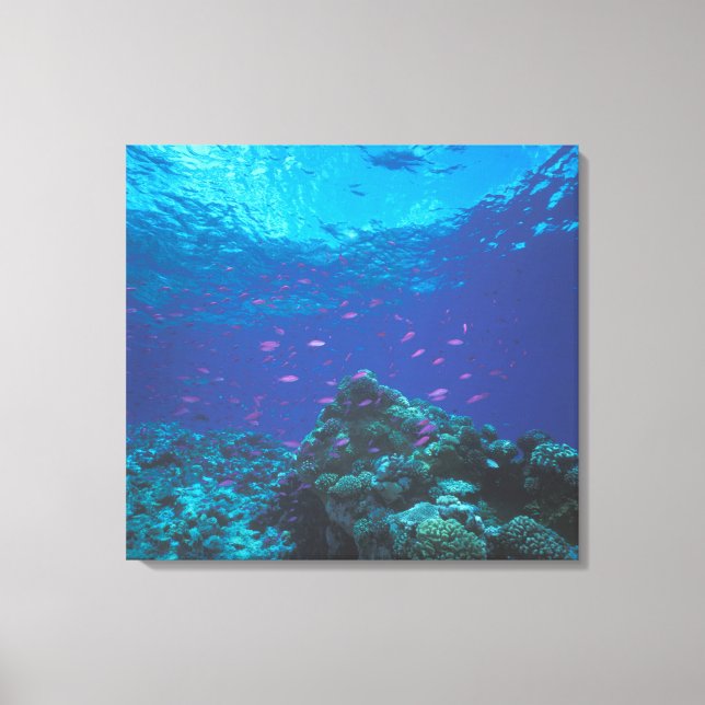 Australien, Great Barrier Reef. Lila Leinwanddruck (Vorderseite)