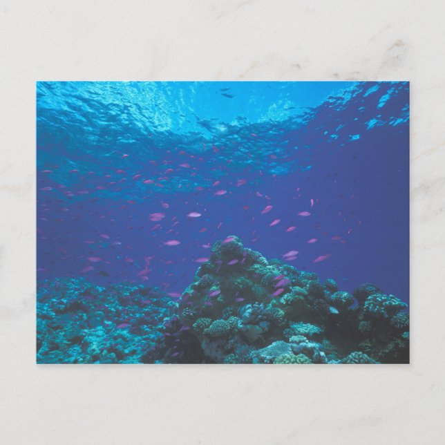 Australien, Great Barrier Reef. Lila Postkarte (Vorderseite)