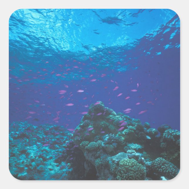 Australien, Great Barrier Reef. Lila Quadratischer Aufkleber (Vorderseite)