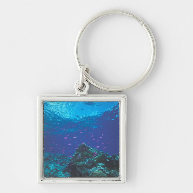 Australien, Great Barrier Reef. Lila Schlüsselanhänger (Vorne)